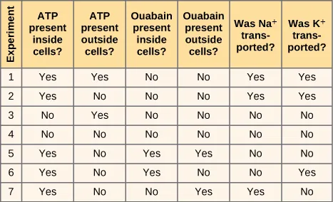 A table with seven columns and seven rows summarizes the results of seven experiments that examined the locations of binding sites for sodium ions, potassium ions, and A T P. From left to right, the headings in the columns are as follows: Experiment; A T P present inside cells?; A T P present outside cells?; Ouabain present inside cells?; Oubain present outside cells?; Was N a plus transported?; Was K plus transported? From top to bottom, the Experiment column contains rows numbered 1 through 7. The data in the rows is as follows. A T P was present inside cells in experiments 1, 2, 5, 6, and 7 and was not present inside cells in experiments 3 and 4. A T P was present outside cells in experiments 1 and 3 only. Ouabain was present inside cells in experiments 5 and 6 only. Ouabain was present outside cells in experiments 5 and 7 only. N a plus was transported in experiments 1, 2, and 7 only. K plus was transported in experiments 1, 2, and 6 only.
