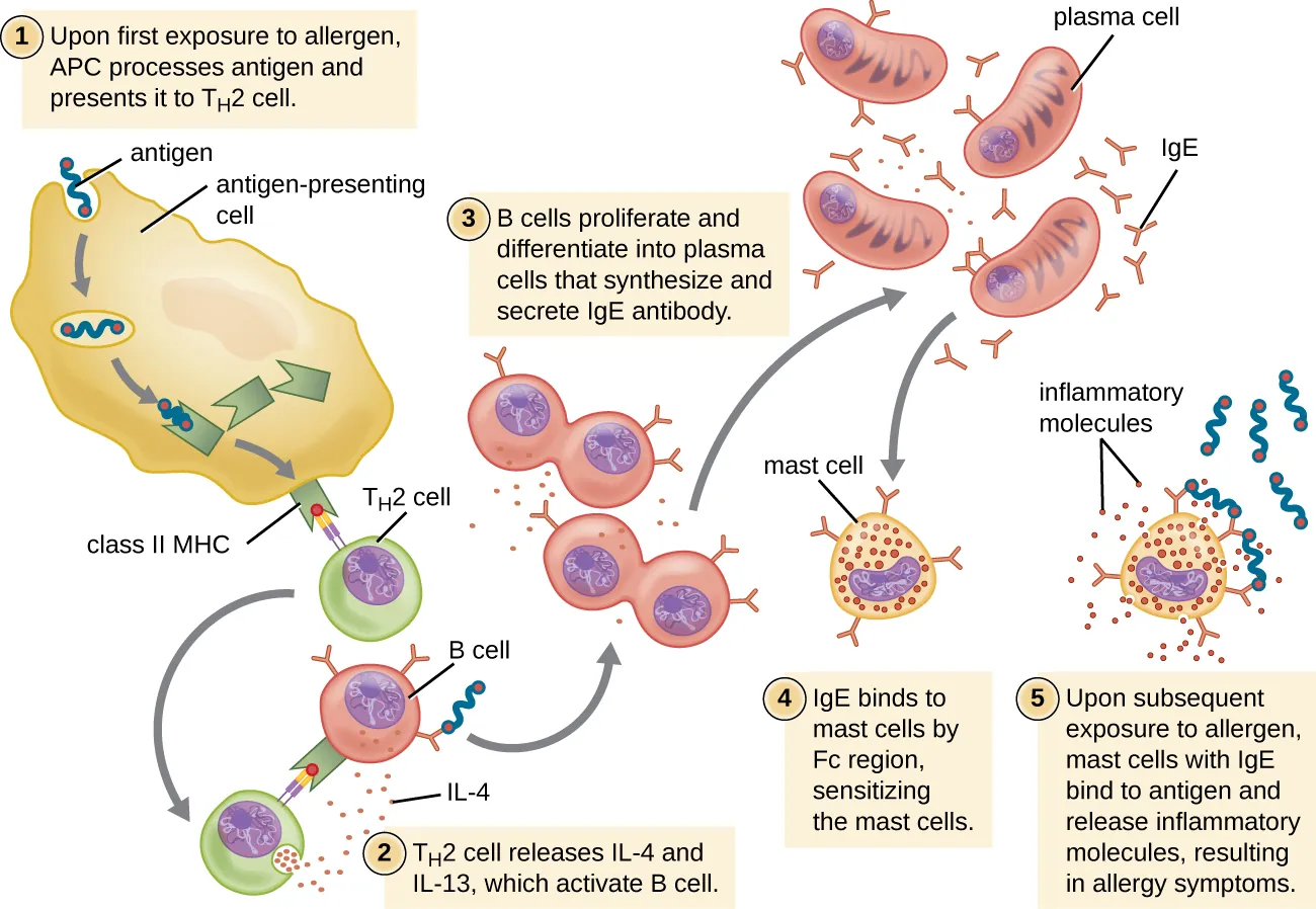 Drawing of TH2 cell response. 1: Upon first exposure to allergen, antigen presenting cell processes antigen and presents it to TH2 Cell. A large antigen presenting cell is shown engulfing an antigen which is attached to a Class II MHC inside the cell. This class II MHC is then placed on the surface with the antigen on the end of the MHC. The TH2 cell has a receptor that binds to the antigen on the MHC. 2: TH2 cell releases IL-4 and IL-13 which activates B cell. The TH2 cell has unbound from the Antigen presenting cell and binds to a B cell with the antigen on it’s MHC and antibodies. The TH2 cell then releases small dots. 3: B cells proliferate and differentiate into plasma cells that synthesize and secrete IgE antibody. B cell is shown dividing. These cells tehn become plasma cells which are larger and are producing many IgE 4: IgE binds to mast cells by Fc region, sensitizing the mast cells. Mast cell is shown with IgE bound to it. 5: Upon subsequent exposure to allergen, mast cells with IgE bind to antigen and release inflammatory molecules, resulting in allergy symptoms. Antigen is shown bound to mast cell and the mast cell is releasing little dots labeled inflammatory molecules.