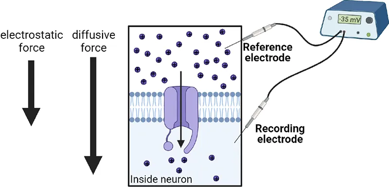 Right: arrows show direction of electrostatic and diffusive force with Na+ channels open; electrostatic forec is reduced. Left: Diagram of reference and recording electrodes placed outside and inside a cell membrane. Ions are shown inside and outside the cell. Many Na+ ions are outside the cell are moving in the cell.