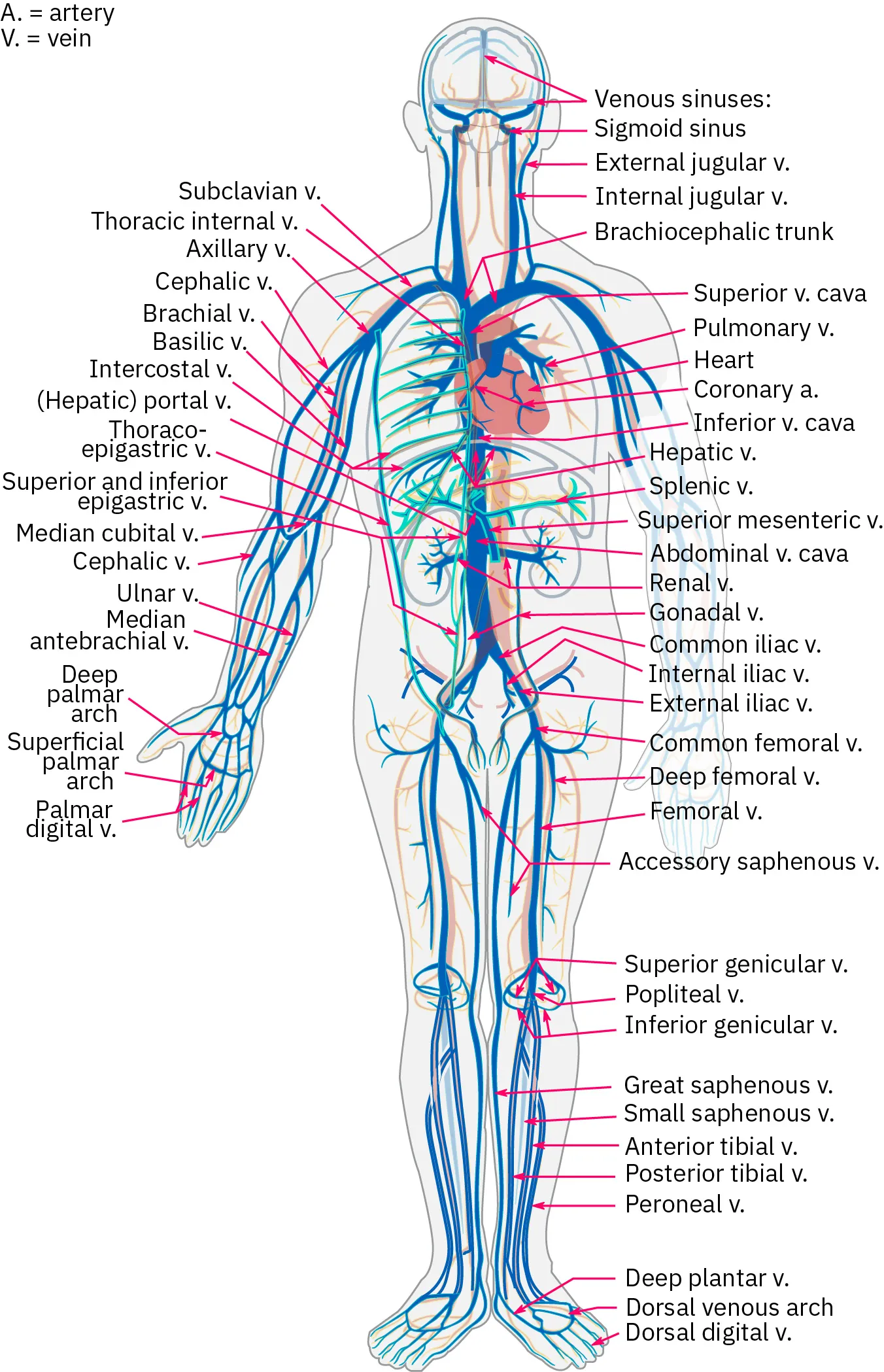 An image of a silhouetted human figure showing all the veins in the human body.