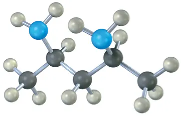 The ball-and-stick model has a 5-carbon chain. C2 and C4 are each bonded to an amino group where blue spheres represent nitrogen atoms.