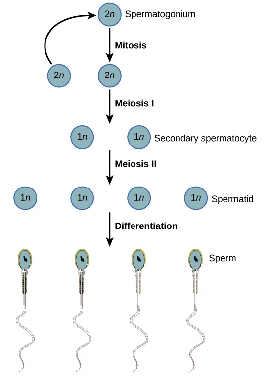 Spermatogenesis begins when the 2 n spermatogonium undergoes mitosis, producing more spermatagonia. The spermatogonia undergo meiosis I, producing haploid 1 n secondary spermatocytes, and meiosis I I, producing spermatids. Differentiation of the spermatids results in mature sperm.