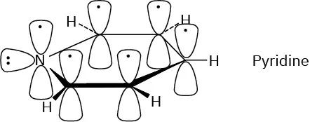 Pyridine has three lobes around nitrogen. One lobe has an unpaired electron and one lobe has a lone pair of electrons. Upper lobe of each carbon has an unpaired electron.