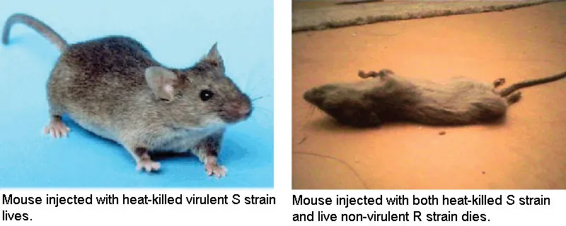 On the left is a photo of a live mouse, representing a mouse injected with heat-killed, virulent S strain. On the right is a photo of a dead mouse, representing a mouse injected with heat-killed, virulent S strain and live, non-virulent R strain.