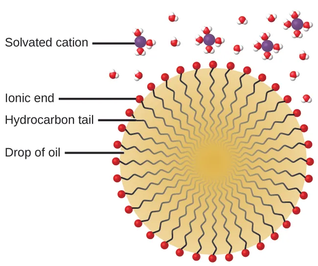 This figure shows a drop of oil in which approximately thirty hydrocarbon tails are oriented toward the center of the drop with ionic ends indicated as tiny red spheres on the surface of the oil drop. Solvated cations are indicated as purple spheres surrounded by clusters of H subscript 2 subscript O molecules shown as tiny clusters of red central oxygen spheres with two white hydrogen spheres attached.