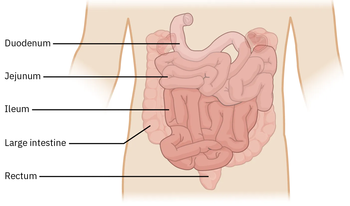 A diagram shows the placement of the parts of the small intestine. The duodenum is first and connects to the stomach. Next is the jejunum, followed by the ileum. The small intestines are surrounded by the large intestine, which ends at the rectum.