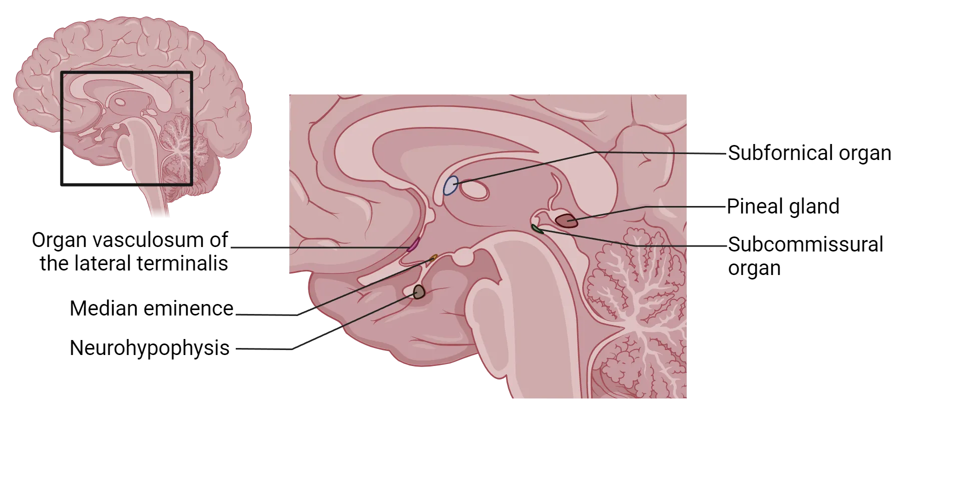 Diagram of sagittal section of human brain at midline showing location of circumventricular organs. Organ vasculosum of the lateral terminalis is on superior side of hypothalamus. Median eminence is on inferior side of hypothalamus. Neurophysis sits in the pituitary, extending beneath the medial eminence. Subfornical organ in just anterior to the thalamus, superior to the hypothalamus. Subcommissural organ is dorsal to the superior end of the brainstem. Pineal gland extends dorsal to the subcommissural organ.