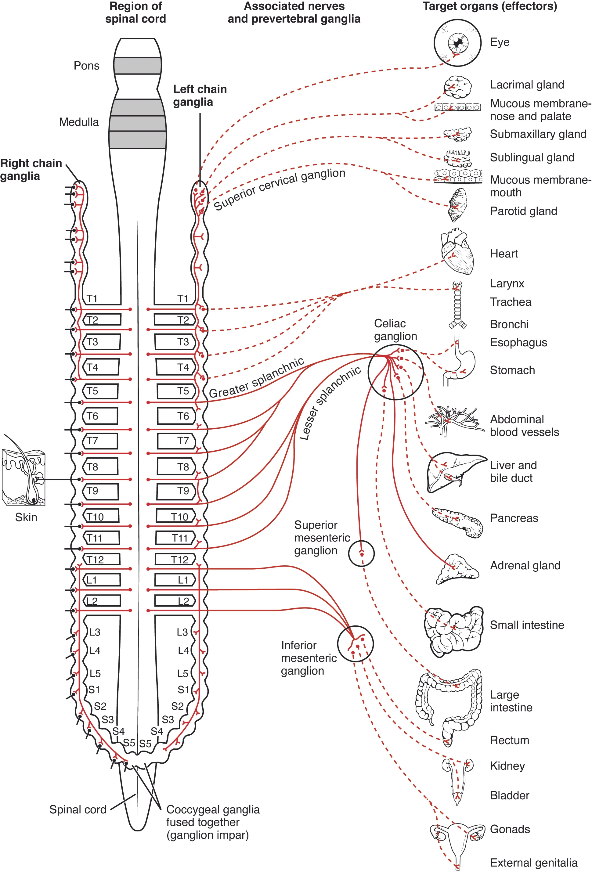 This diagram shows the spinal cord, and the connections from the spinal cord to the different target organs. The target organs are listed on the right.
