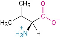 The structure of L-valine. It has a carbon linked to C-H linked to two methyl groups, carboxylate ion, dashed hydrogen, and wedged ammonia ion.