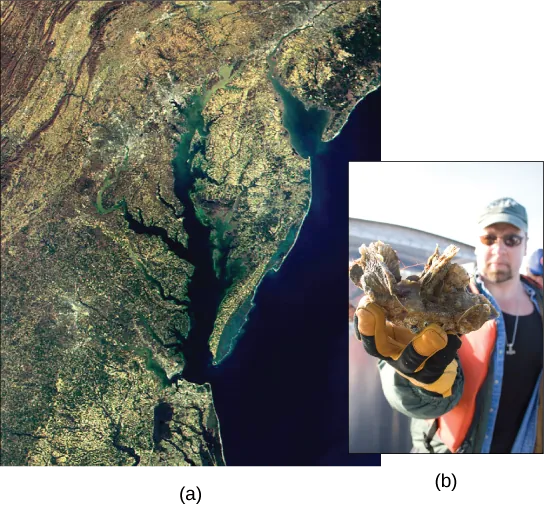 Satellite image shows the Chesapeake Bay. Inset is a photo of a man holding a clump of oysters.