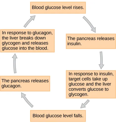 When blood glucose levels fall, the pancreas secretes the hormone glucagon. Glucagon causes the liver to break down glycogen, releasing glucose into the blood. As a result, blood glucose levels rise. In response to high glucose levels, the pancreas releases insulin. In response to insulin, target cells take up glucose, and the liver converts glucose to glycogen. As a result, blood glucose levels fall.