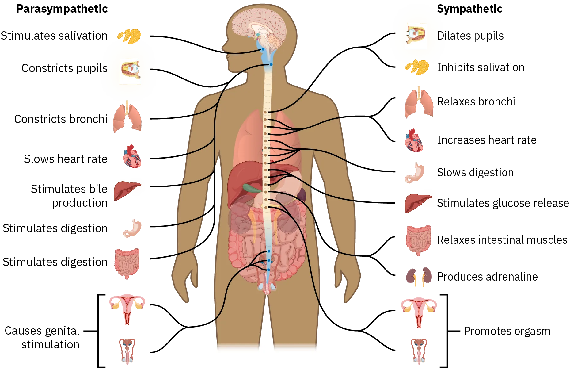 A diagram of the human body highlights the organs and spinal column associated with the parasympathetic and sympathetic nervous system. The parasympathetic nervous system constricts pupils, stimulates salivation, constricts bronchi, slows heart rate, stimulates bile production, stimulates digestion, and causes an erection. The sympathetic nervous system dilates pupils, inhibits salivation, relaxes bronchi, increases heart rate, slows digestion, stimulates glucose release, relaxes intestinal muscles, produces adrenaline, and promotes ejaculation.