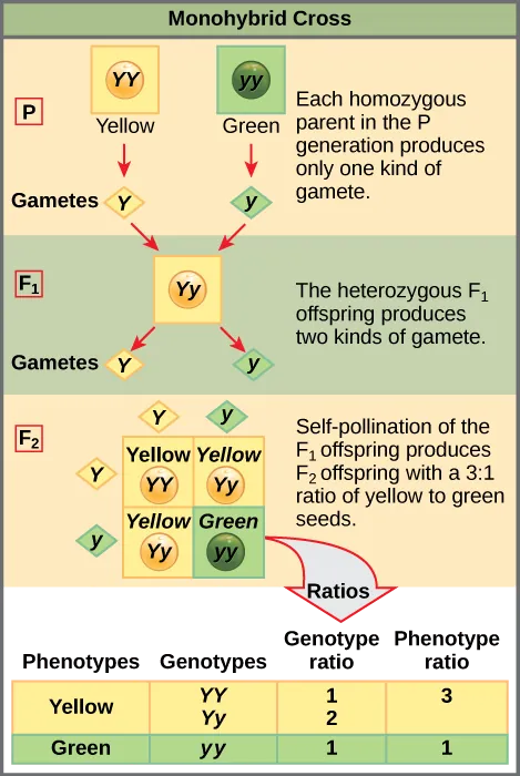 This illustration shows a monohybrid cross. In the upper P generation, one parent has a dominant yellow phenotype and the genotype upper Y upper Y, and the other parent has the recessive green phenotype and the genotype lower y lower y. Each parent produces one kind of gamete, resulting in an upper F subscript 1 baseline generation with a dominant yellow phenotype and the genotype upper Y lower y. Self-pollination of the upper F subscript 1 baseline generation results in an upper F subscript 2 baseline generation with a 3 to 1 ratio of yellow to green peas. One out of three of the yellow pea plants has a dominant genotype of upper Y upper Y, and 2 out of 3 have the heterozygous phenotype upper Y lower y. The homozygous recessive plant has the green phenotype and the genotype lower y lower y.