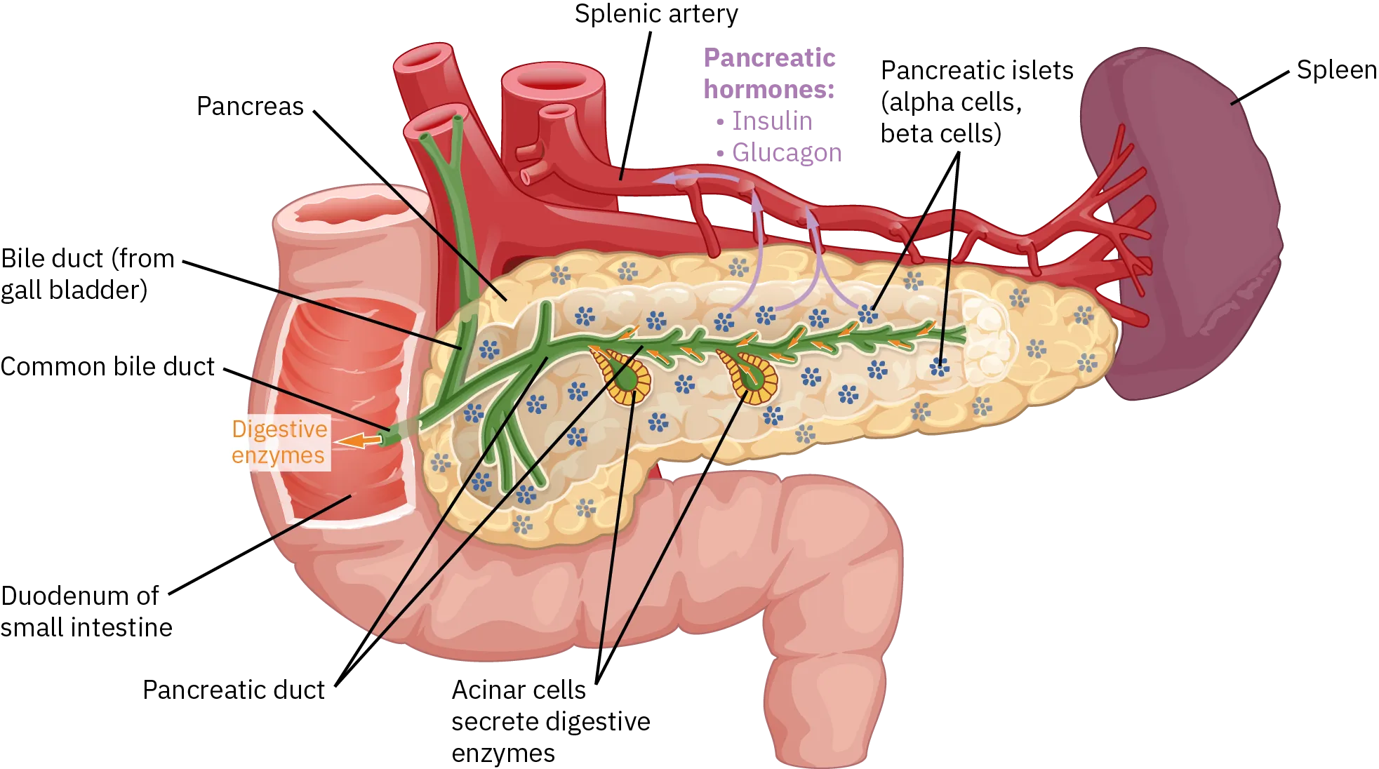 The anatomy of the pancreas. The left, larger side of the pancreas is seated within the curve of the duodenum of the small intestine. The smaller, rightmost tip of the pancreas is located near the spleen. The splenic artery is seen traveling to the spleen. However, it has several branches connecting to the pancreas. An interior view of the pancreas shows that the pancreatic duct is a large tube running through the center of the pancreas. It branches throughout its length into several horseshoe-shaped pockets of acinar cells. These cells secrete digestive enzymes, which travel down the bile duct and into the small intestine. There are also small pancreatic islets scattered throughout the pancreas. The pancreatic islets secrete the pancreatic hormones insulin and glucagon into the splenic artery.