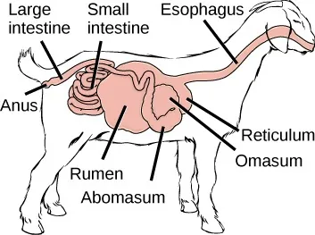 Simple outline cross-section of goat showing digestive system.