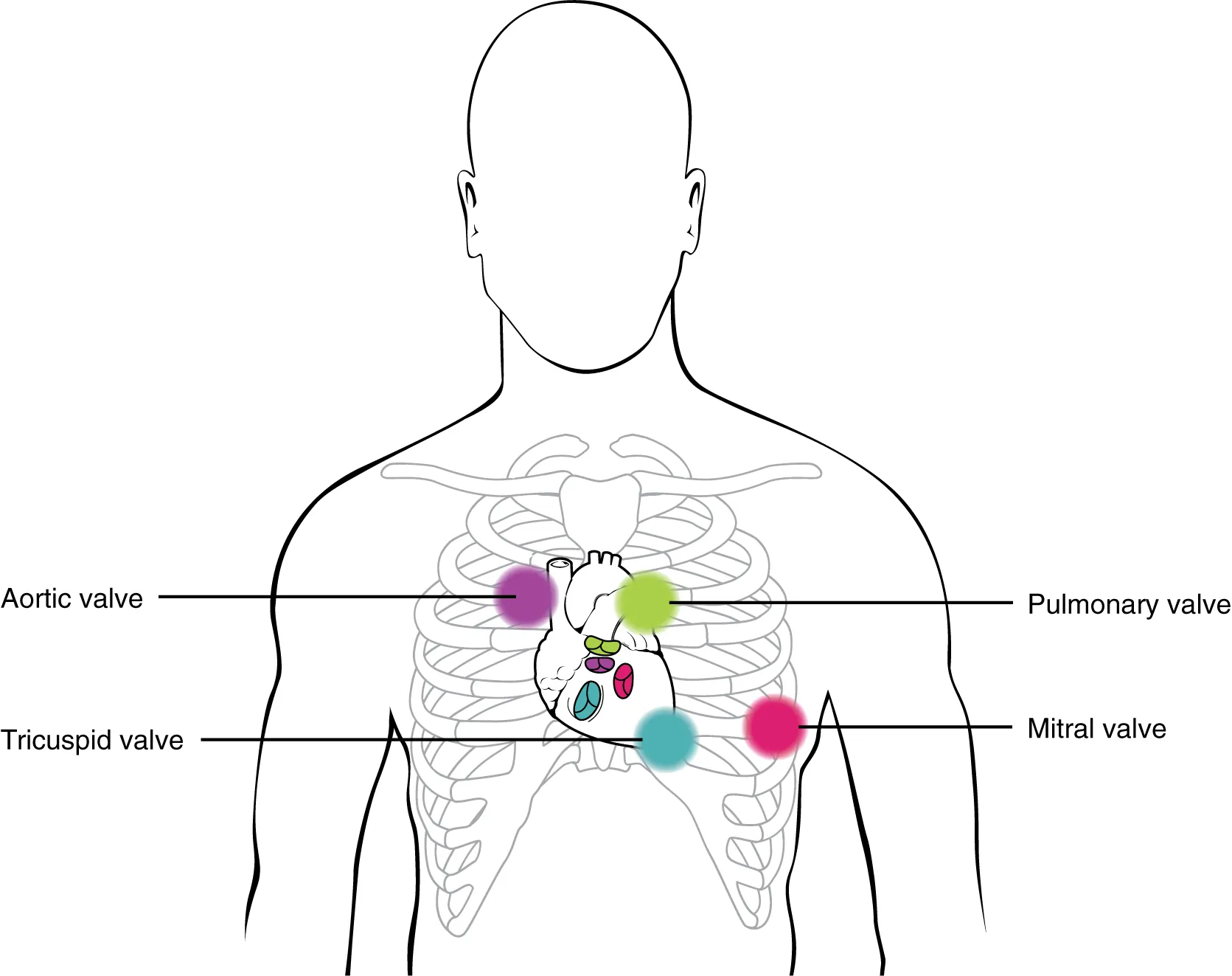 This image shows the points on the human chest where the stethoscope can be placed to hear the heart beat.