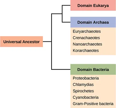 The trunk of the phylogenetic tree is a universal ancestor. The tree forms two branches. One branch leads to the domain bacteria, which includes the phyla proteobacteria, chlamydias, spirochetes, cyanobacteria, and Gram-positive bacteria. The other branch branches again, into the eukarya and archaea domains. Domain archaea includes the phyla euryarchaeotes, crenarchaeotes, nanoarchaeotes, and korarchaeotes.