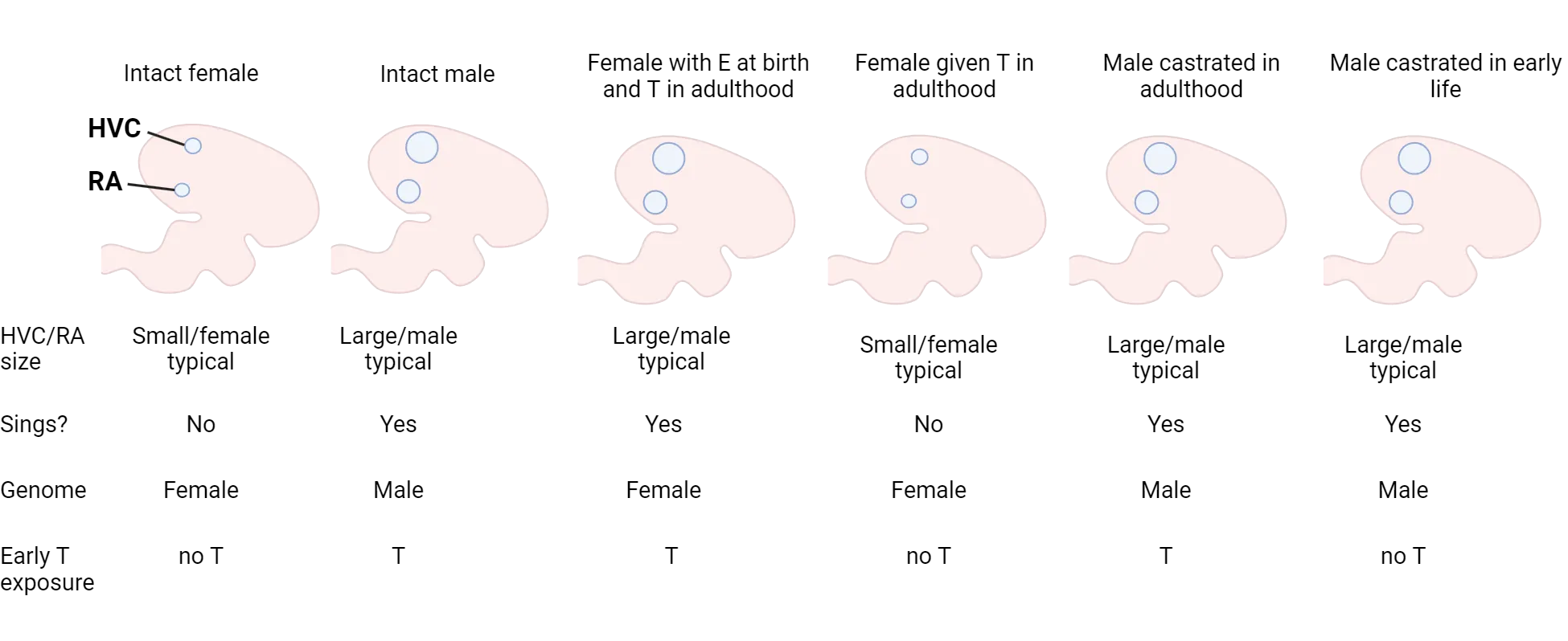 Diagrams of HVC and RA brain region size in a zebrafinch brain under the different hormonal conditions described in the main text.