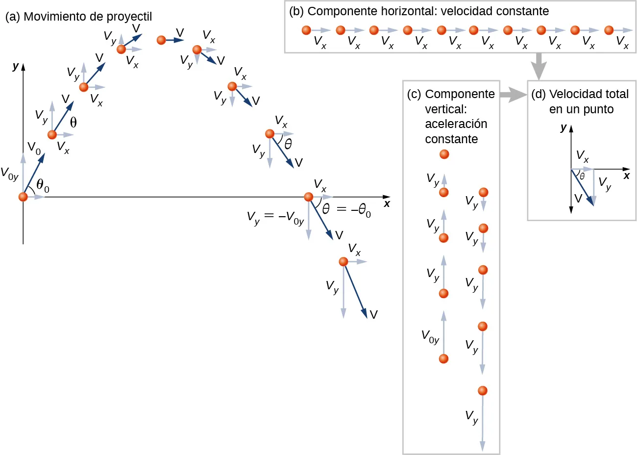 La figura a muestra la localización y velocidad de un proyectil en un sistema de coordenadas x y en 10 instantes. Cuando el proyectil está en el origen, tiene una velocidad v sub 0 y que forma un ángulo theta sub 0 con la horizontal. La velocidad se muestra como una flecha azul oscuro, y sus componentes x y y se muestran como una flecha azul claro. La posición del proyectil sigue una parábola que se abre hacia abajo, sube hasta una altura máxima, vuelve a y = 0, y continúa por debajo del eje de la x. La velocidad, V, en cada momento hace un ángulo theta que cambia en el tiempo, y tiene componente x V sub x y componente y v sub y. El componente x de la velocidad V sub x es el mismo en todo momento. El componente y v sub y apunta hacia arriba, pero se hace más pequeño, hasta que el proyectil alcanza la altura máxima, donde la velocidad es horizontal y no tiene componente y. Después de la altura máxima, la velocidad tiene un componente y que apunta hacia abajo y se agranda. A medida el proyectil alcanza la misma elevación al bajar que al subir, su velocidad está por debajo de la horizontal en el mismo ángulo theta que estaba por encima de la horizontal al subir. En particular, cuando vuelve a y = 0 al bajar, el ángulo entre el vector v y la horizontal es menos s=theta sub cero y el componente y de la velocidad es menos v sub 0 y. La última posición mostrada está por debajo del eje de la x, y el componente y de la velocidad es mayor que el inicial. El gráfico muestra claramente que la distancia horizontal recorrida en cada uno de los intervalos de tiempo es igual, mientras que la distancia vertical disminuye en la subida y aumenta en la bajada. La figura b muestra el componente horizontal de la velocidad constante. Las posiciones horizontales y los componentes x de la velocidad del proyectil se muestran a lo largo de una línea horizontal. Las posiciones están espaciadas uniformemente y los componentes x de las velocidades son todos iguales y apuntan a la derecha. La figura c muestra el componente vertical, la aceleración constante. Las posiciones verticales y los componentes y de la velocidad del proyectil se muestran a lo largo de una línea vertical. Las posiciones se acercan en la subida y se alejan en la bajada. Los componentes y de las velocidades apuntan inicialmente hacia arriba, y disminuyen en magnitud hasta que no hay componente y de la velocidad en la altura máxima. Después de la altura máxima, los componentes y de las velocidades apuntan hacia abajo y aumentan en magnitud. La figura d muestra que, al juntar las componentes horizontal y vertical de las figuras b y c, se obtiene la velocidad total en un punto. La velocidad V tiene un componente x de V sub x, un componente y de V sub y, y hace un ángulo de theta con la horizontal. En el ejemplo mostrado, la velocidad tiene un componente y hacia abajo.