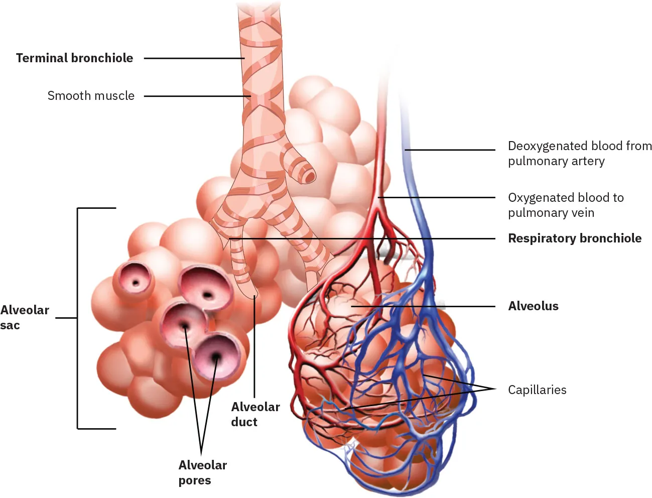 This image shows the bronchioles and alveolar sacs in the lungs and depicts the exchange of oxygenated and deoxygenated blood in the pulmonary blood vessels.