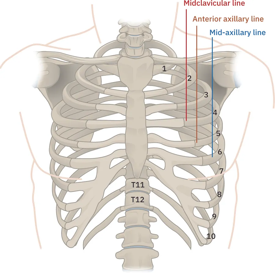 This figure shows the skeletal structure of the anterior panel of the sternum including the entire rib cage.