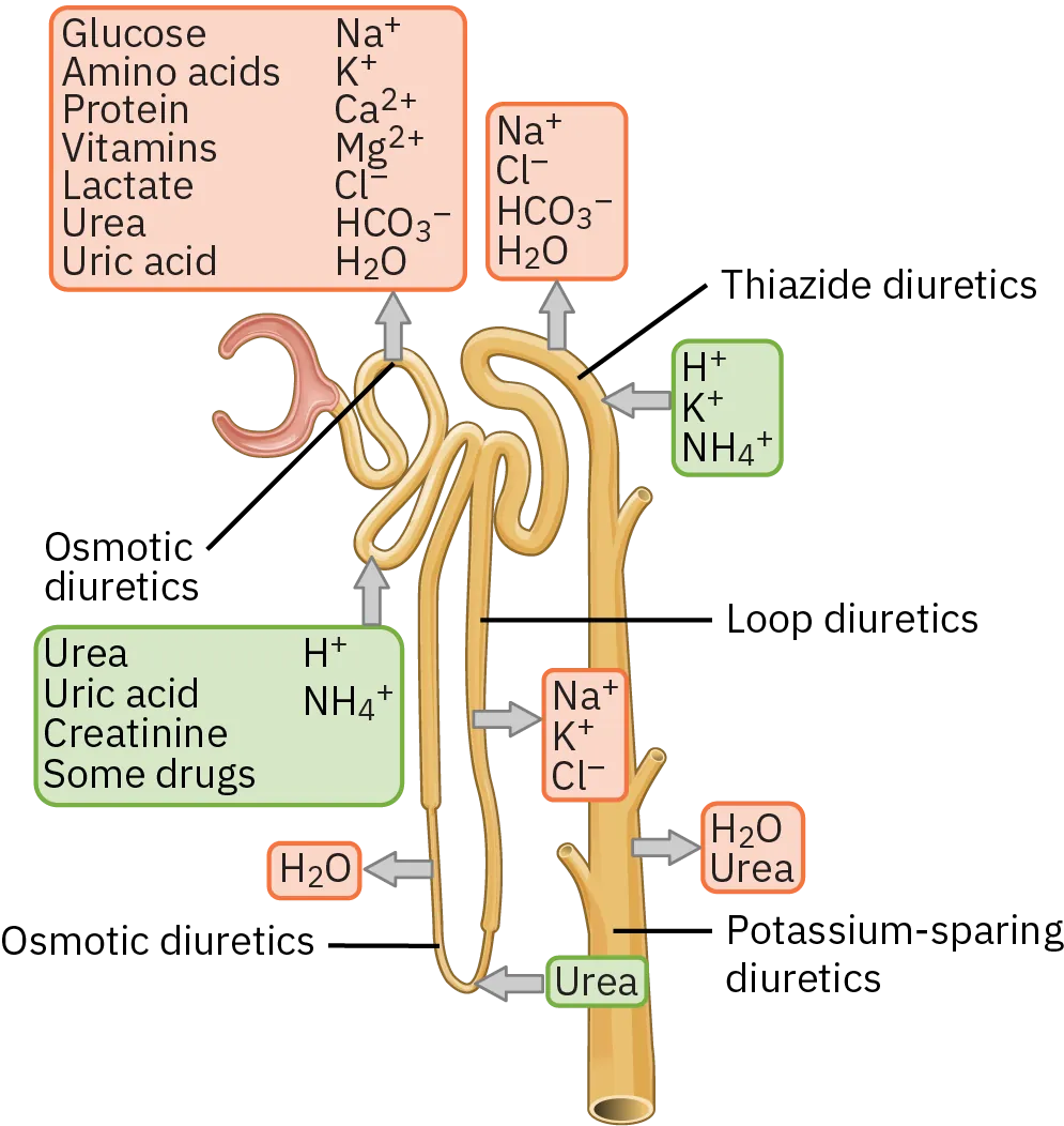 This diagram shows how the different diuretics either encourage or inhibit the different ions and chemicals along the nephron. Loop diuretics affect a variety of substances in the ascending loop of Henle. Osmotic diuretics affect the proximal convoluted tubule and the collecting duct. Potassium-sparing diuretics affect the collecting tubule, and thiazide and thiazide-like diuretics affect the distal convoluted tubule. Arrows show the direction of movement of the substances.