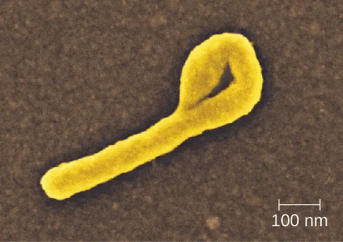 Micrograph of a straight cell with a straight cell that forms a loop on one end.