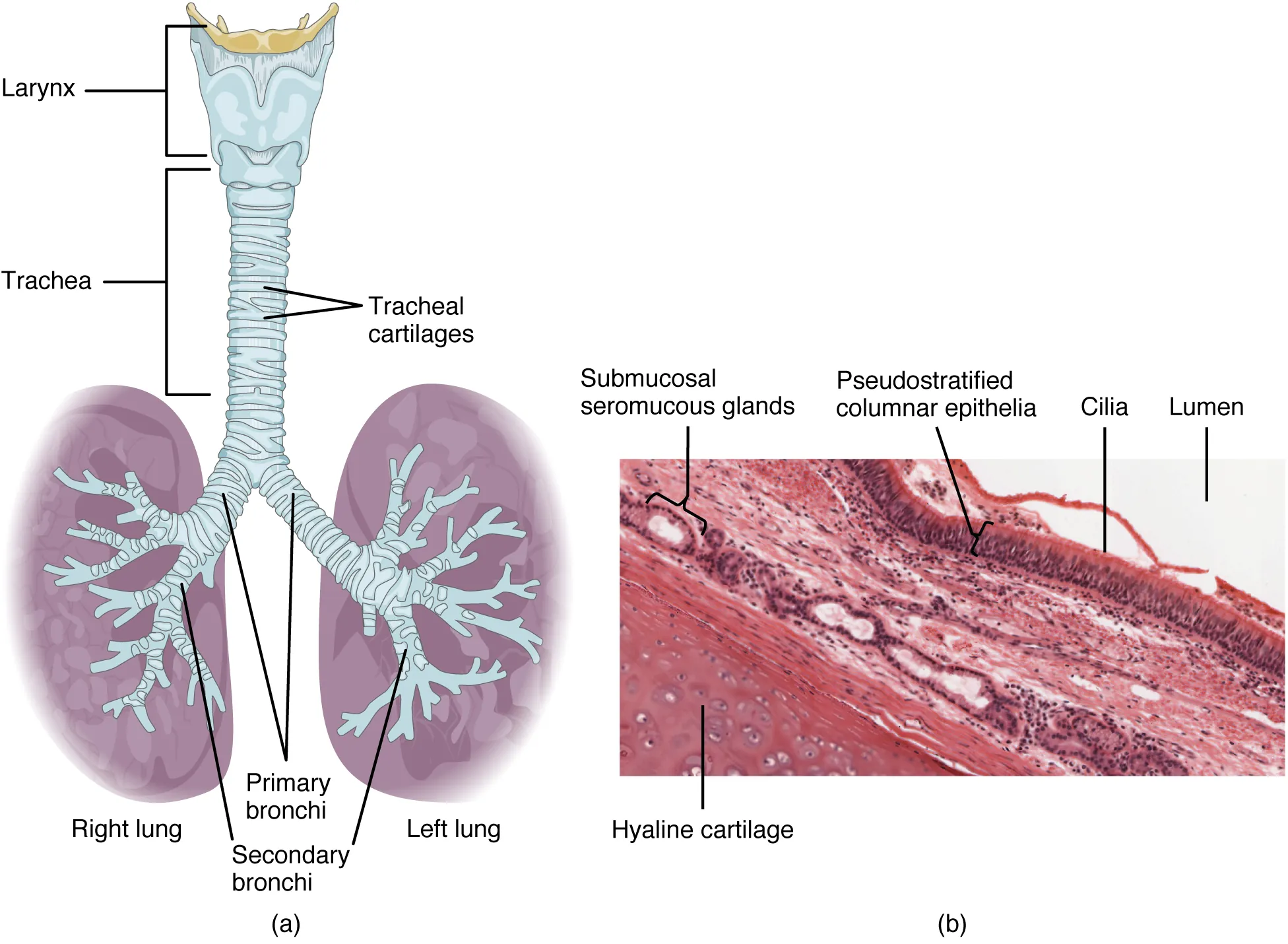 The top panel of this figure shows the trachea and its organs. The major parts including the larynx, trachea, bronchi, and lungs are labeled.