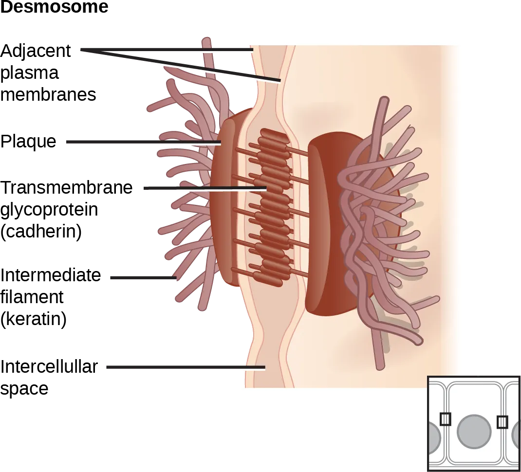 This illustration shows two cells fused together by a desmosome. Cadherins extend from each cell and join the two cells together. Intermediate filaments connect to cadherins on the inside of the cell.