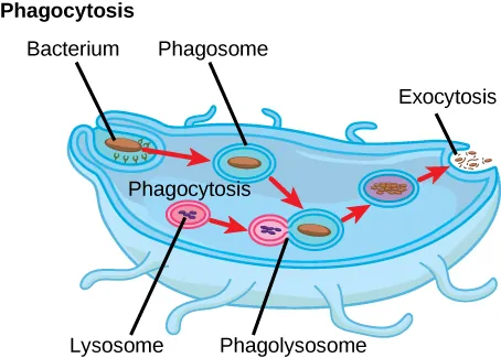 An illustration of phagocytosis, showing a bacterium engulfed by a cell, forming a phagosome, then a phagolysosome with a lysosome for digestion, and finally exocytosis of waste.