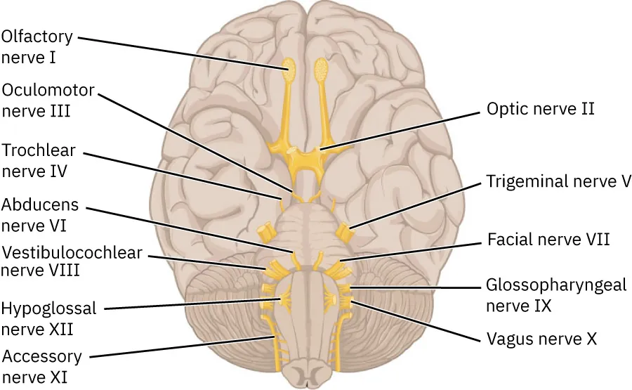 This diagrams shows the brain and the main nerves in the brain are labeled.