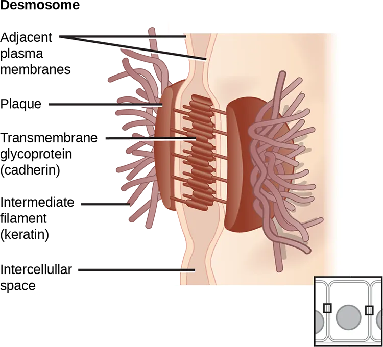 Detailed illustration of a cell junction showing intermediate filaments anchoring to a dense plaque, which connects to other cellular or extracellular components, providing structural integrity.