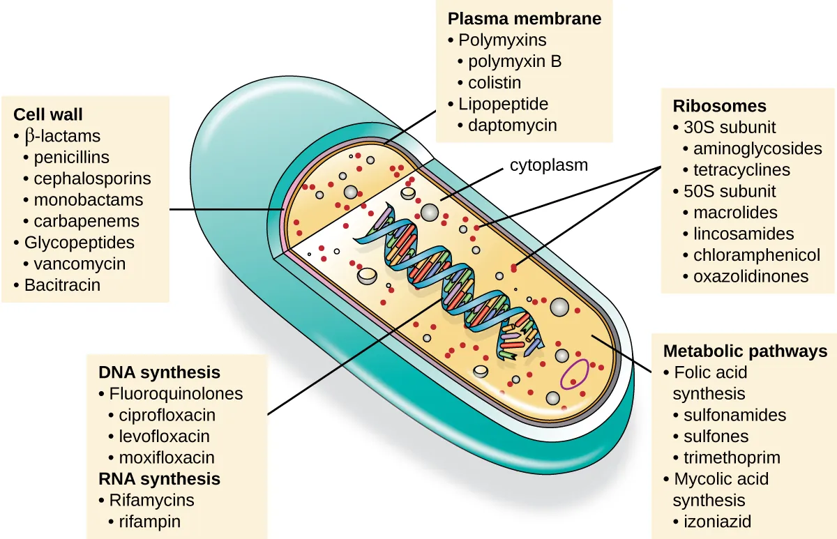 An illustration of a cell is shown with a view inside. The double helix is visible in the center, and a label points to it indicating DNA synthesis, fluoroquinolones, ciprofloxacin, levofloxacin, moxifloxacin, RNA synthesis, Rifamycins, and rifampin. Another label points to the cell wall and indicates beta lactams, penicillins, cephalosporins, monobactams, carbapenems, glycopepties, vancomycin, and bacitracin. A third label points to the plasma membrane and indicates polymyxins, polymyxin B, colistin, lipopeptide, and daptomycin. Within the cytoplasm, another label points to ribosomes, which include 30s subunit, aminoglycosides, tetracyclines, 50s subunit, macrolides, lincosamides, chloramphenicol, and oxazolidinones. The final label points to the metabolic pathways and indicates folic acid synthesis, sulfonamides, sulfones, trimethoprim, mycolic acid synthesis, and izoniazid.