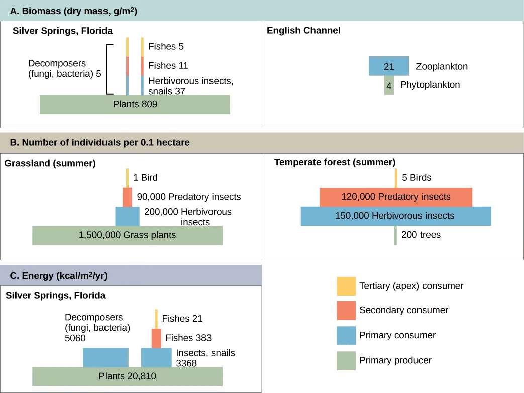 Part A: on the left is a pyramid diagram of the number of individuals per 0.1 hectare in a summer grassland. There are 1,500,000 grass plants, 200,000 herbivorous insects, 90,000 predatory insects, and 1 bird. Part A: on the right is a pyramid diagram of organisms per 0.1 hectare in a temperate forest. There are 200 trees, 150,000 herbivorous insects, 120,000 predatory insects, and 5 birds. Part B: on the left is a pyramid diagram of dry biomass in grams per meter squared in the English Channel. The biomass is 4 phytoplankton and 21 zooplankton. Part B: on the right is a pyramid diagram of dry biomass in grams per meter squared in Silver Springs, Florida. The biomass of plants is 809. The biomass of primary consumers, including herbivorous insects and snails is 37. The biomass of secondary consumer fishes is 11, and the biomass of tertiary consumer fishes is 5. Primary, secondary and tertiary decomposers have a combined biomass of 5. Part C is a pyramid diagram of energy in kilocalories per meter squared per year. The energy of plants is 20,810. The energy of primary consumers, including insects and snails, is 3,368. The energy of primary consumer fishes is 383, and the energy of secondary consumer fishes is 21. The energy of decomposers, including fungi and bacteria, is 5,060.