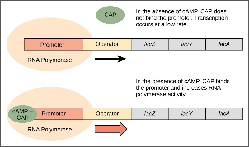The lac operon consists of a promoter, an operator, and three genes named lac Z, lac Y, and lac A that are located in sequential order on the D N A. In the absence of c A M P, the CAP protein does not bind the D N A. R N A polymerase binds the promoter, and transcription occurs at a slow rate. In the presence of c A M P, a C A P + c A M P complex binds to the promoter and increases R N A polymerase activity. As a result, the rate of R N A synthesis is increased.