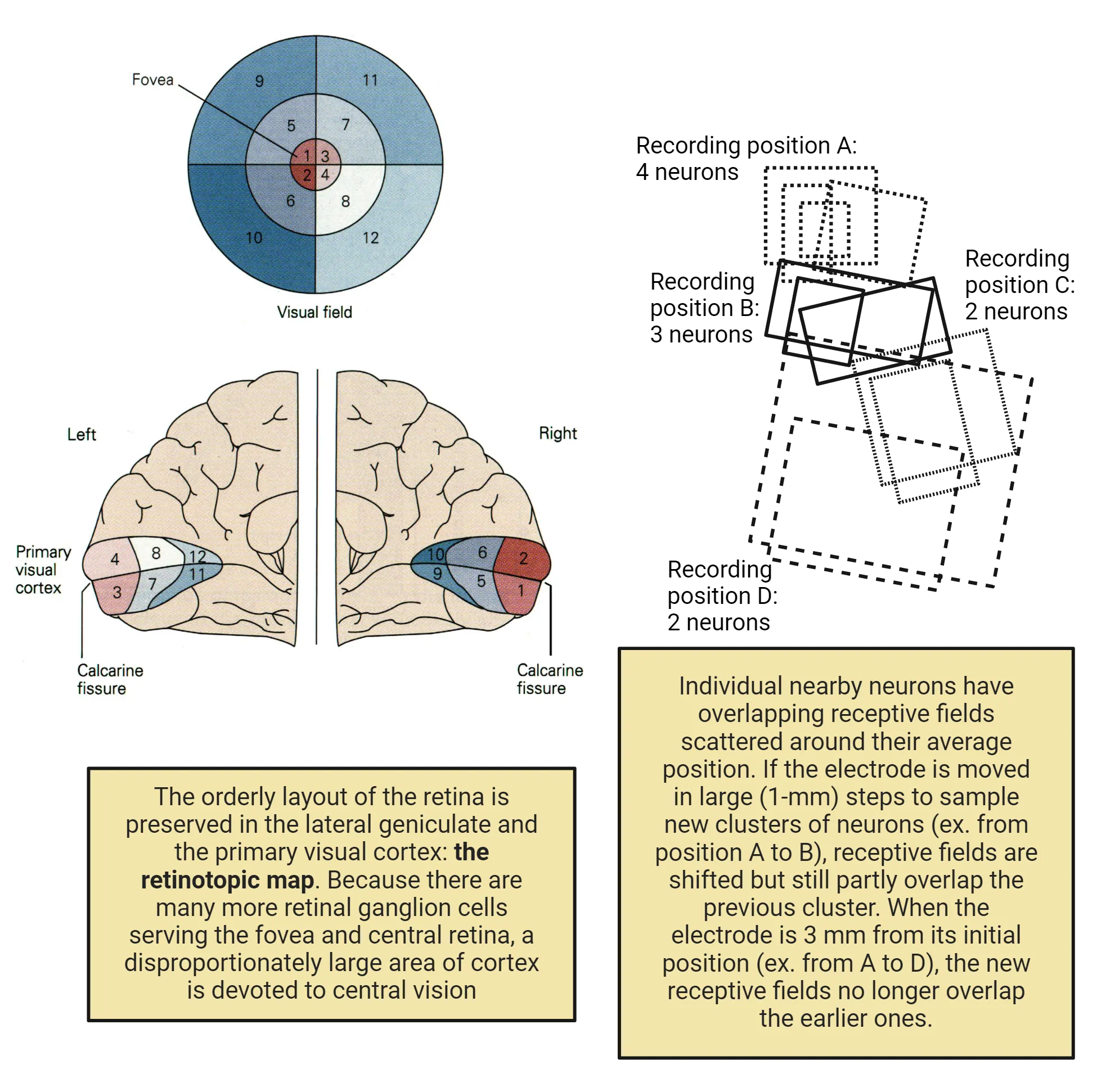 Left shows a color coding on the V1 cortical surface in the occipital lobe to show where different parts of the retina connect to V1. The orderly layout of the retina is preserved in the lateral geniculate and the primary visual cortex: the retinotopic map. Because there are many more retinal ganglion cells serving the fovea and central retina, a disproportionately large area of cortex is devoted to central vision. Fovea input goes to the most caudal apex of V1, with input from areas around the fovea next followed by inputs from the most peripheral parts of the retina being the more inner layers of V1 (moving along the cortical surface from the caudal apex, forwards toward the front of the brain). A numbering/color coding system also shows that left side of retina sends input to the right hemisphere and the upper half of retina sends input the bottom half of V1. Right half of image shows a series of box outlines with different dash thicknesses to represent the area of visual space that stimulated sets of individual V1 neurons. Individual nearby neurons have overlapping receptive fields scattered around their average position. If the electrode is moved in large (1-mm) steps to sample new clusters of neurons, receptive fields are shifted but still partly overlap the previous cluster. When the electrode is 3 mm from its initial position, the new receptive fields no longer overlap the earlier ones. 