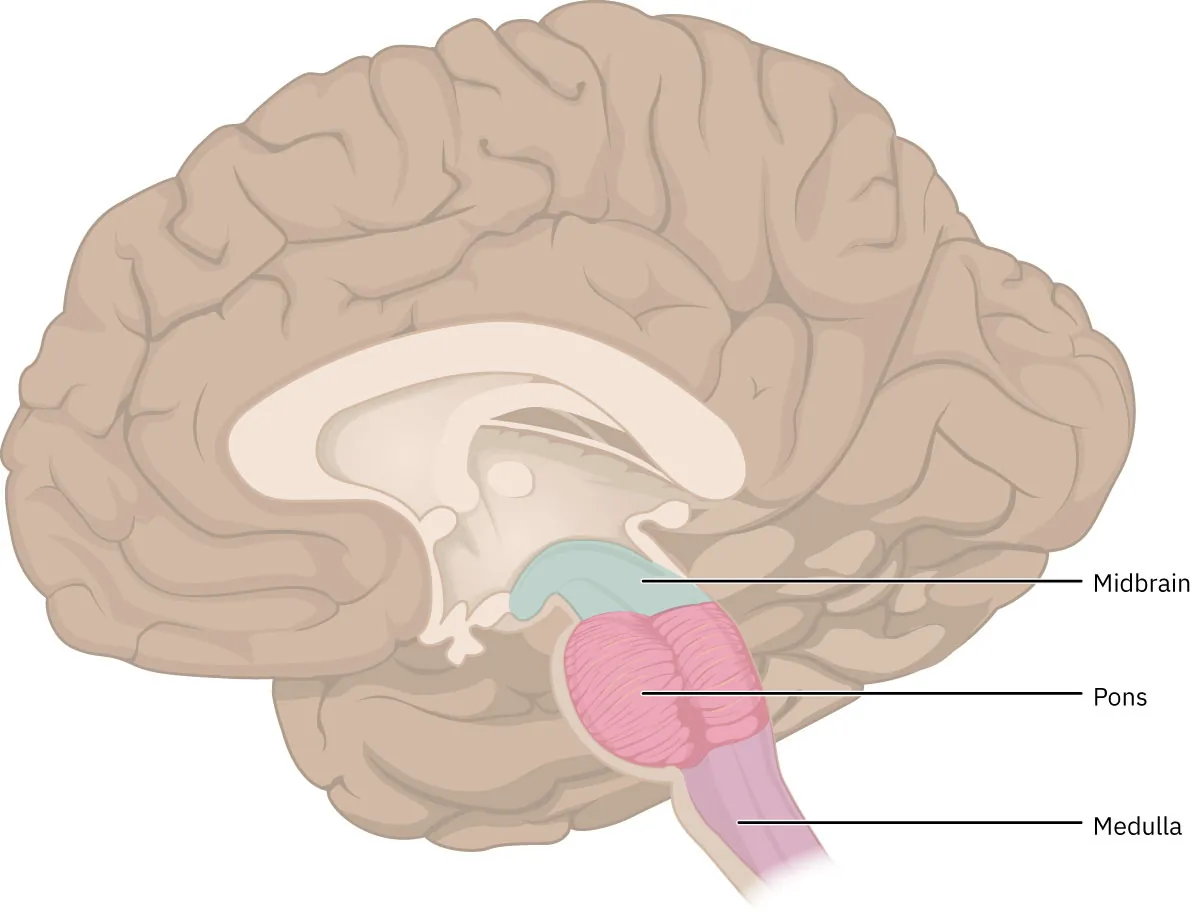 A diagram of brainstem, labeling the three regions Midbrain, Pons, and Medulla.