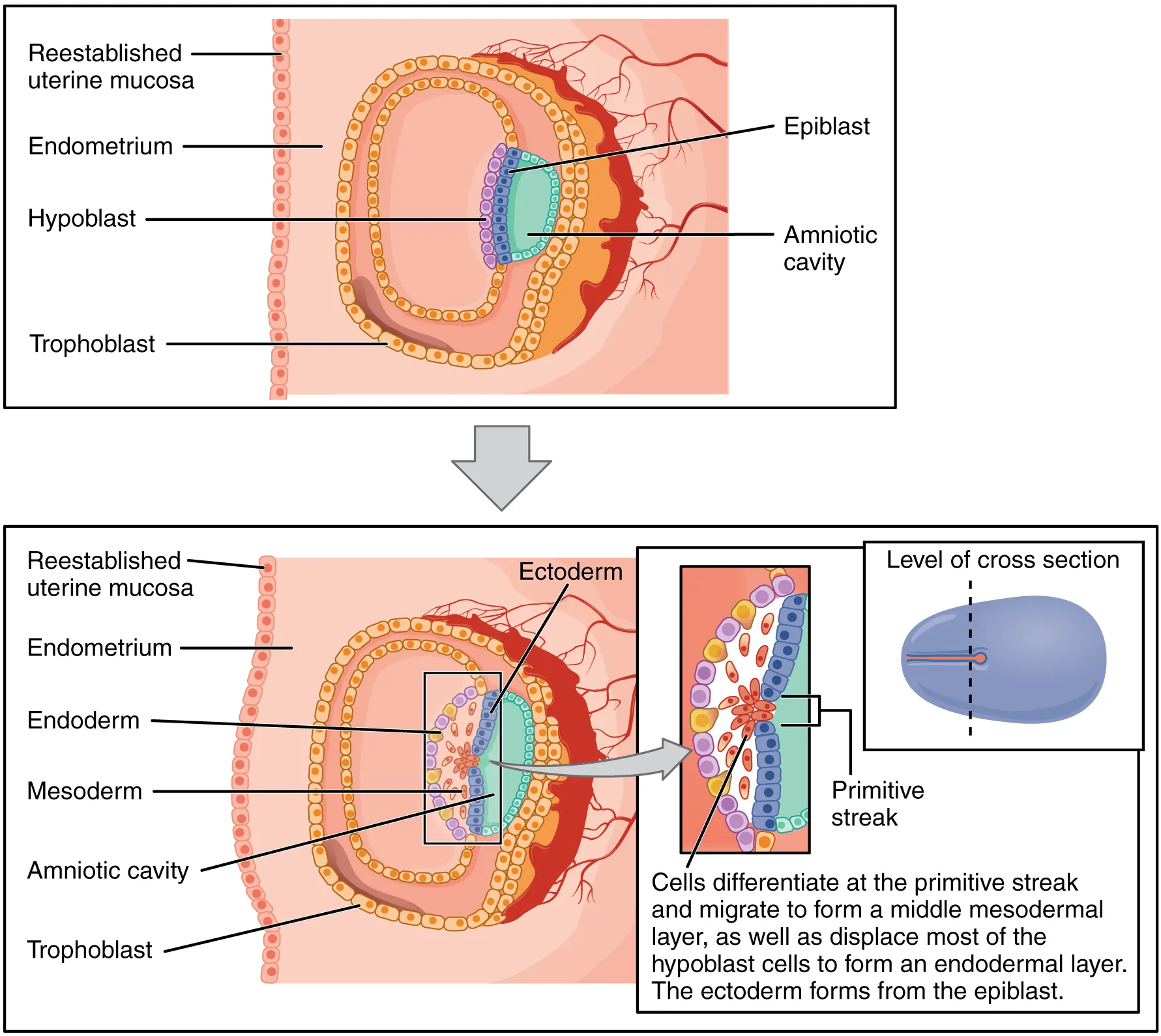 This image shows the different germ layers. The top panel shows the epiblast and trophoblast cells in the early stages of development. The bottom panel shows the three germ layers: the endoderm, ectoderm, and mesoderm. All the other major parts are also labeled.