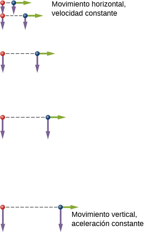 Se ilustran dos pelotas idénticas en 5 lugares a intervalos de tiempo iguales. Las pelotas comienzan en la misma posición vertical. Las flechas verdes representan las velocidades horizontales y las flechas moradas representan las velocidades verticales en cada posición. La pelota de la derecha tiene una velocidad horizontal inicial mientras que la de la izquierda no tiene velocidad horizontal. El movimiento horizontal es una velocidad horizontal constante en todo momento para ambas pelotas. El movimiento vertical es una aceleración vertical constante. La velocidad vertical de cada pelota aumenta en magnitud y apunta hacia abajo. En cada instante de tiempo, ambas pelotas tienen idénticas posiciones verticales y velocidades verticales.