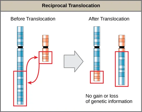 Illustration shows a reciprocal translocation in which DNA is transferred from one chromosome to another. Some DNA is also transferred from the second chromosome back to the first. No genetic information is gained or lost in the process.