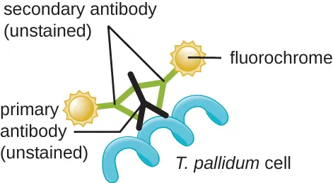 Fluorochromes are attached to secondary antibodies (unstained). Two secondary antibodies are attached to a single primary antibody (unstained). The primary antibody is attached to a spiral labeled T. pallidum cell