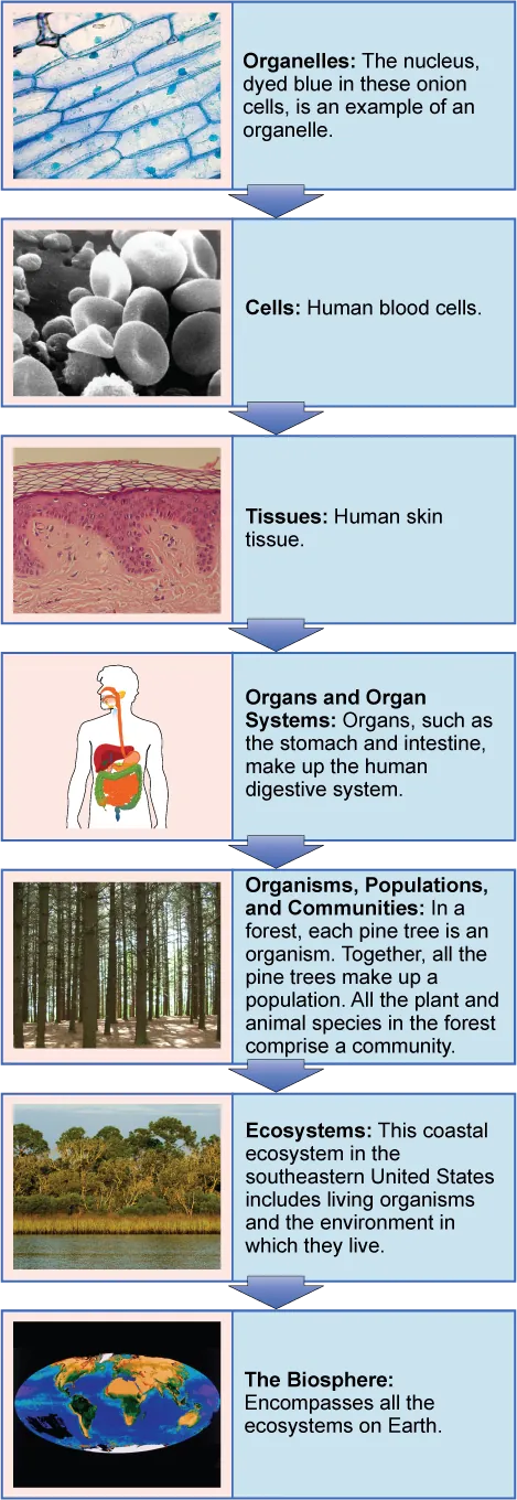 A flow chart shows the hierarchy of living organisms. From smallest to largest, this hierarchy includes: (1) Organelles, such as nuclei, that exist inside cells. (2) Cells, such as a red blood cell. (3) Tissues, such as human skin tissue. (4) Organs such as the stomach make up the human digestive system, an example of an organ system. (5) Organisms, populations, and communities. In a forest, each pine tree is an organism. Together, all the pine trees make up a population. All the plant and animal species in the forest comprise a community. (6) Ecosystems: the coastal ecosystem in the Southeastern United States includes living organisms and the environment in which they live. (7) The biosphere: encompasses all the ecosystems on Earth.
