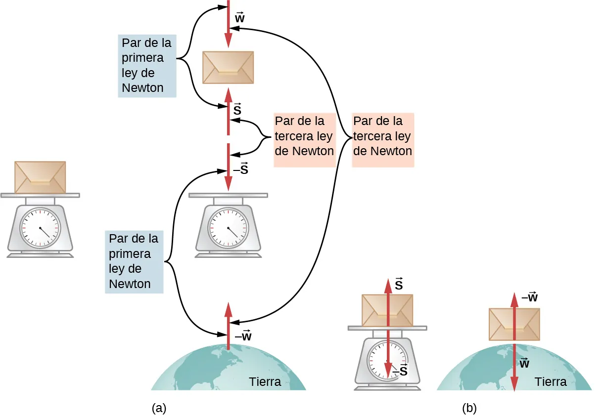 La Figura a muestra un paquete en una báscula en la Tierra. Se separan los tres objetos y se muestran los vectores de fuerza. La fuerza w actúa hacia abajo sobre el paquete y la fuerza s actúa hacia arriba, sobre este. La fuerza menos s actúa hacia abajo, sobre la báscula. La fuerza menos w actúa hacia arriba, desde la Tierra. El par w y s y el par menos s y menos w están marcados ambos par de la primera ley de Newton. El par s y menos s y el par w y menos w están marcados ambos par de la tercera ley de Newton. La Figura b muestra dos sistemas aislados: el sistema de la báscula y el paquete y el sistema de la tierra y el paquete. El primero tiene una fuerza s, que actúa hacia arriba, y una fuerza menos s, que actúa hacia abajo. El segundo tiene una fuerza w, que actúa hacia abajo, y una fuerza menos w, que actúa hacia arriba.