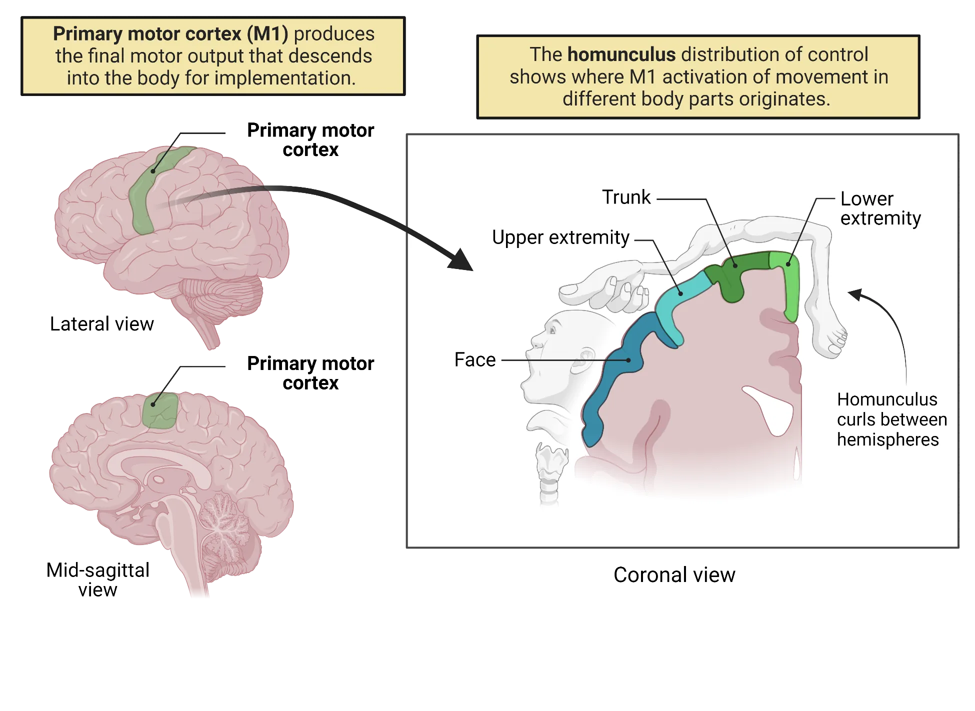 Left top: Lateral surface view of human brain with primary motor cortex highlighted. Left bottom: Sagittal surface view of human brain with primary motor coretx highlighted. Right: Coronal view of major divisions of primary motor cortex, showing drawings of represented body parts lying along the surface of the cortex.
