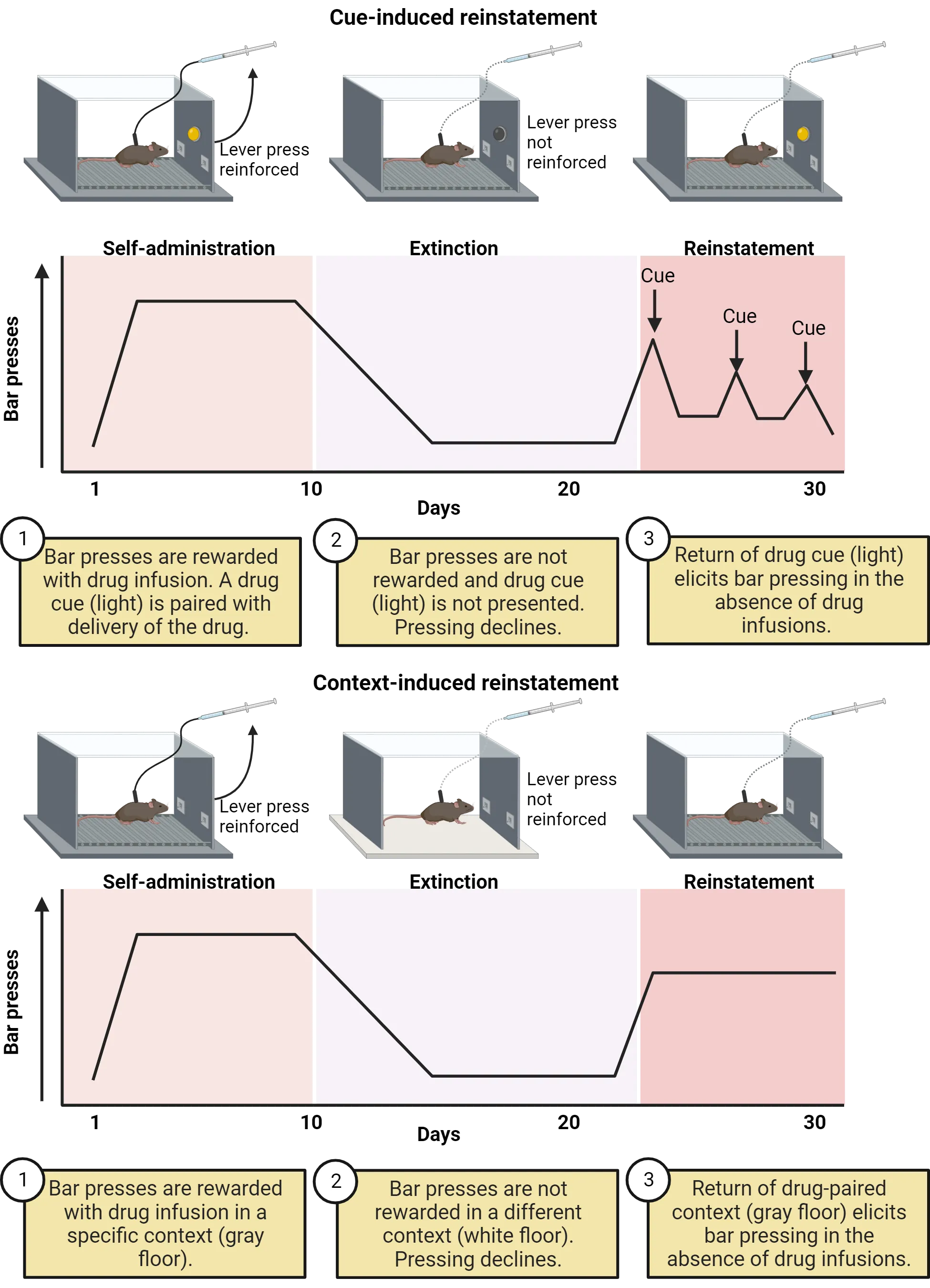Top half is diagram of cue induced reinstatement. 1) Bar presses are rewarded with drug infusion. A drug cue (light) is paired with delivery of the drug. A graph shows bar presses increasing. 2) Bar presses are not rewarded and drug cue (light) is not presented. Pressing declines. Graph shows bar presses decreasing. 3) Return of drug cue (light) elicits bar pressing in the absence of drug infusions. Graph shows bar pressing increases each time cue is presented. Bottom half is diagram of context-induced reinstatement. 1) Bar presses are rewarded with drug infusion in a specific context (gray floor). A graph shows bar presses increasing. 2) Bar presses are not rewarded in a different context (white floor). Pressing declines. Graph shows bar presses decreasing. 3) Return of drug-paired context (gray floor) elicits bar pressing in the absence of drug infusions. Graph shows bar pressing goes up and stays up.