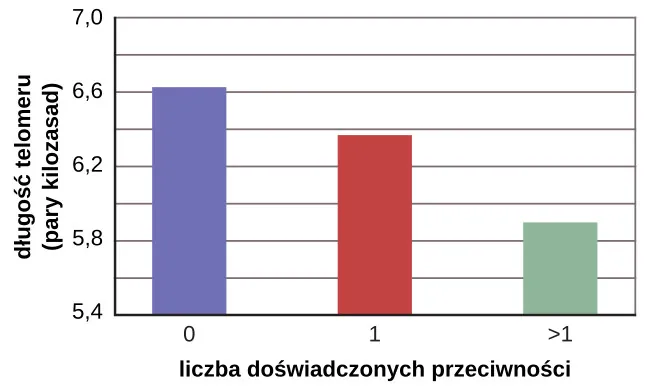 A bar graph shows the relationship between telomere length in kilobase pairs and the number of adversities people experienced. Those who experienced zero adversities had about 6.6 kilobase pairs for telomere size. Those who experienced one adversity had about 6.4 kilobase pairs for telomere size. Those who experienced more than one adversity had about 5.9 kilobase pairs for telomere size.