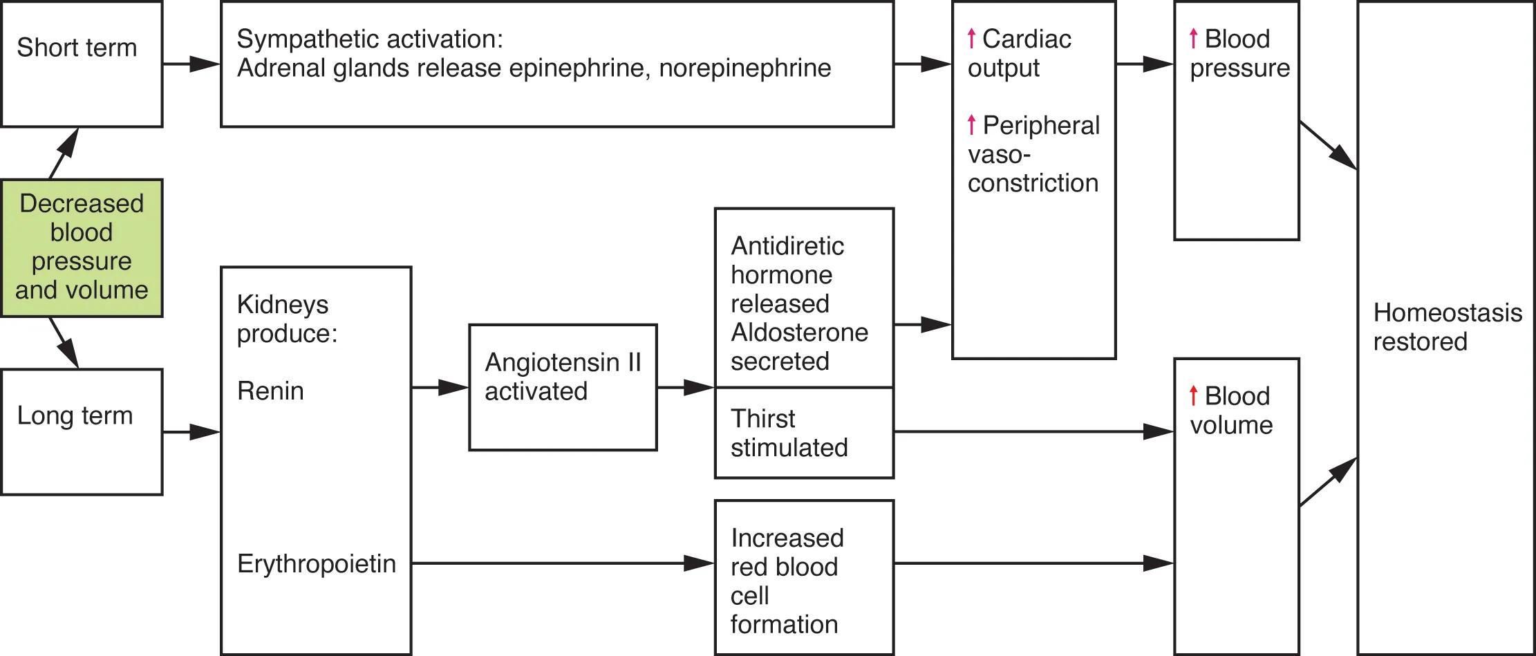 This flow chart shows the action of decreased blood pressure in the short and long term.