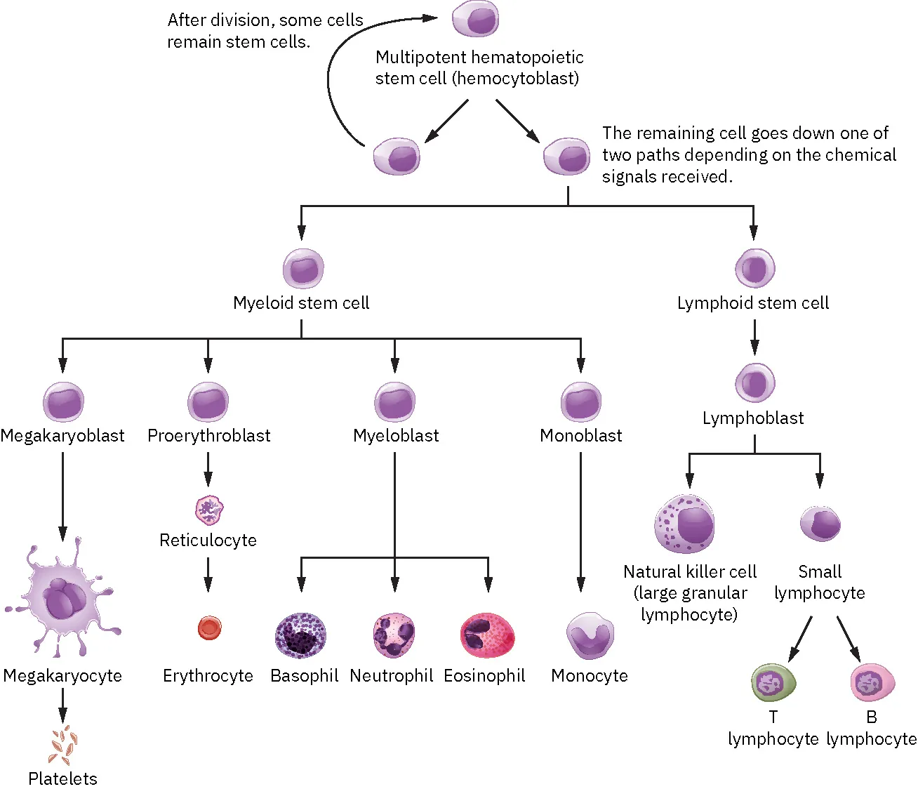 Diagram showing stem cell differentiating, beginning with multipotent hematopoietic stem cell (hemocytoblast); first arrow branches to cell diagram, which points back to stem cell, noting that after division, some cells remain stem cells; second arrow branches to cell diagram, noting that the remaining cell goes down one of two paths depending on the chemical signals received; first arrow from remaining cell branches to myeloid stem cell; first arrow from myeloid stem cell branches to megakaryoblast, which leads to megakaryocyte, which leads to platelets; second arrow from myeloid stem cell branches to proerythroblast, which leads to reticulocyte, which leads to erythrocyte; third arrow from myeloid stem cell branches to myeloblast, which branches to basophil, neutrophil, and eosinophil; fourth arrow from myeloid stem cell branches to monoblast, which leads to monocyte; second arrow from remaining cell leads to lymphoid stem cell, which leads to lymphoblast; first arrow from lymphoblast branches to natural killer cell (large granular lymphocyte); second arrow from lymphoblast branches to small lymphocyte, which branches to T lymphocyte and B lymphocyte