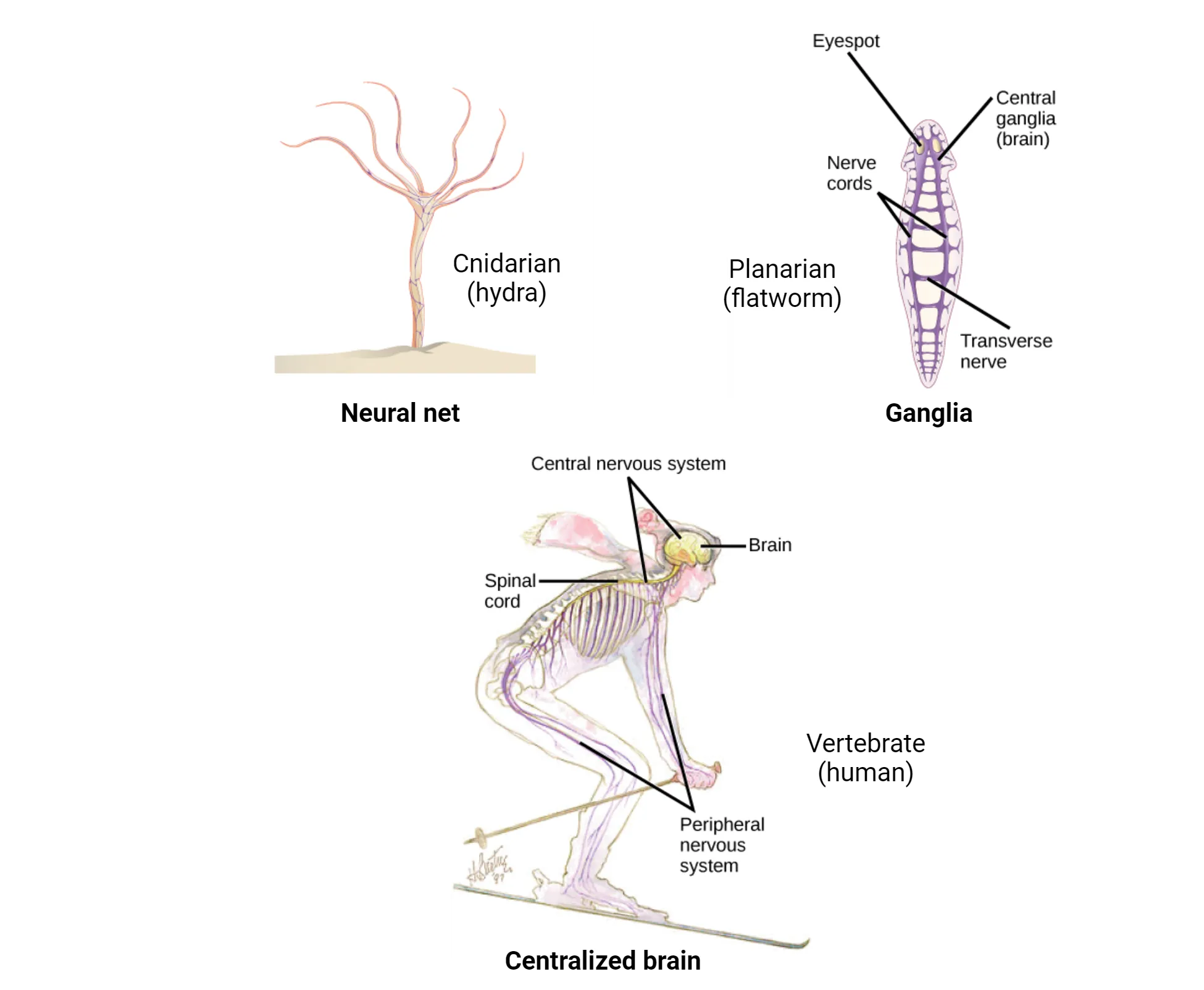Three illustrations. 1) The nerve net of a hydra, which resembles a fish net surrounding the body. The hydra is plant like, with a trunk and tentacle like extensions at the top of the trunk.  2) The nervous system of a planarian, or flatworm. The flatworm has centralized ganglia, or brains, around each eye in the anterior end, and two nerve cords that run along the sides of the body. Transverse nerves connect the nerve cords together. 3) The nervous system of a human, which consists of a central nervous system composed of the brain and spinal cord, and a peripheral nervous system composed of the nerves running into the rest of the body.