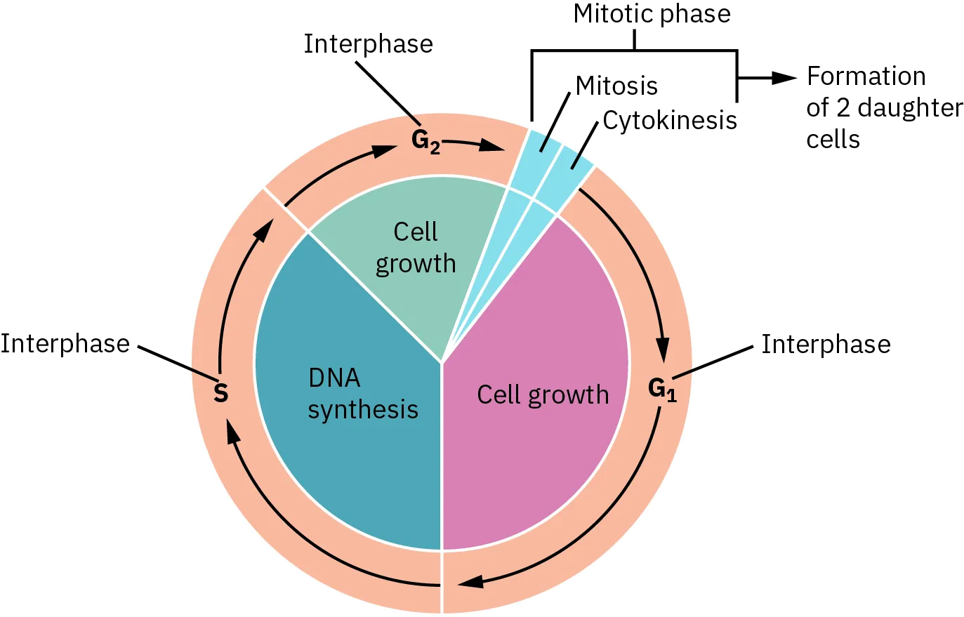 A diagram shows one complete cell cycle. In the mitotic phase, mitosis and cytokinesis occurs, causing the formation of two daughter cells. Next is interphase G1 where cell growth occurs, followed by interphase S where D N A synthesis occurs. The final stage is Interphase G2 where more cell growth occurs.
